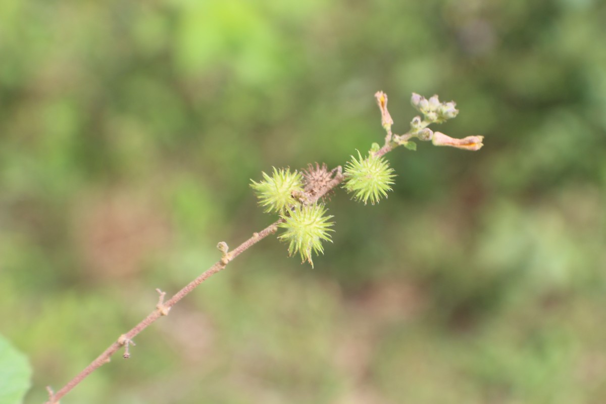 Triumfetta glabra Spreng.